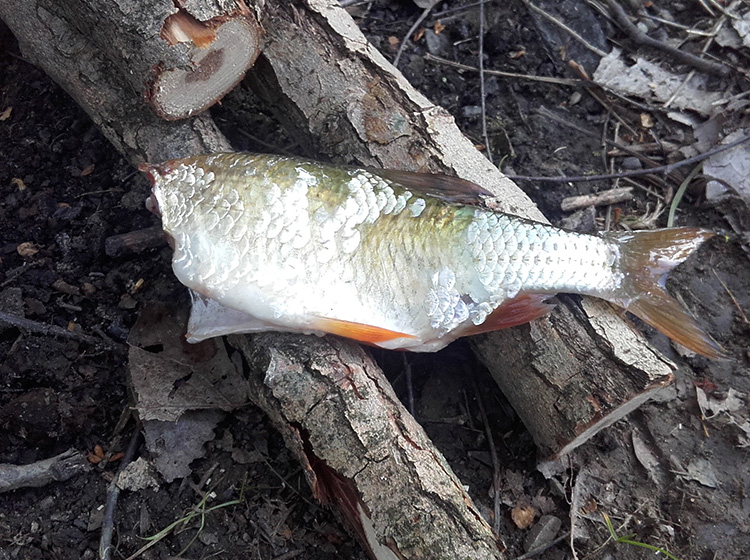 Ryba varená v listoch (5)