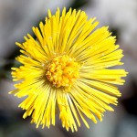 Podbeľ liečivý - Kvet