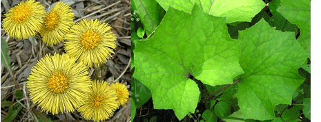 Podbeľ liečivý - Kvety a listy