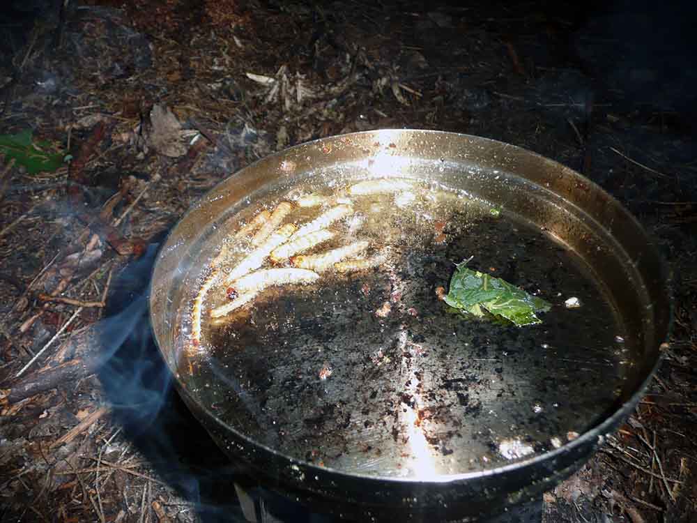 Jedlo v prirode larvy (3)