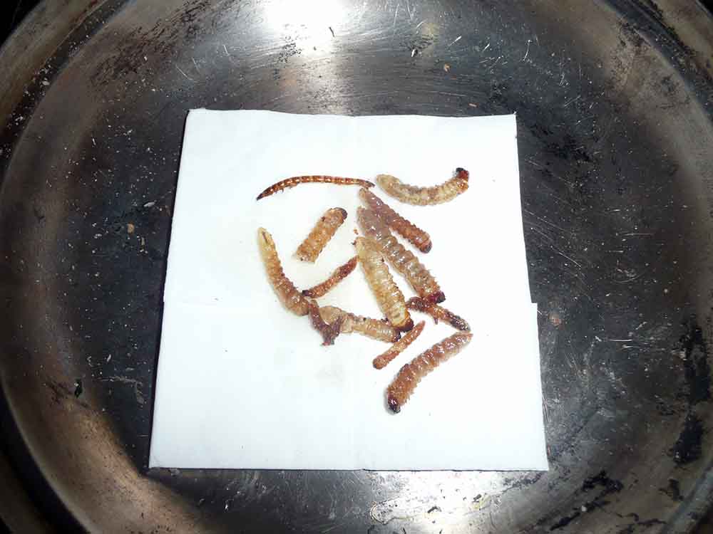 Jedlo v prirode larvy (5)