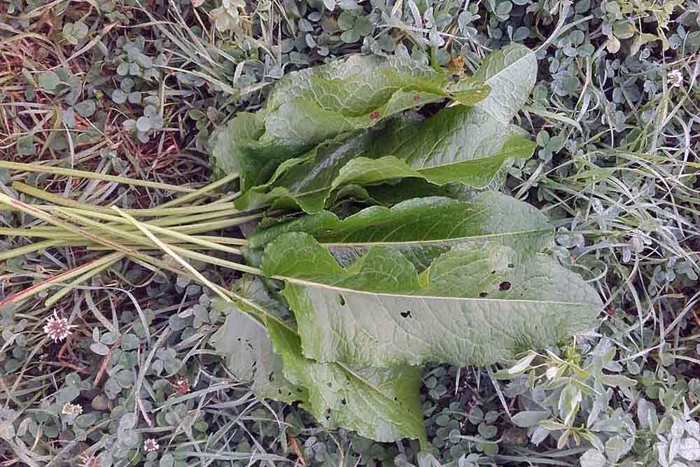 ochutnavka-horkych-rastlin-1