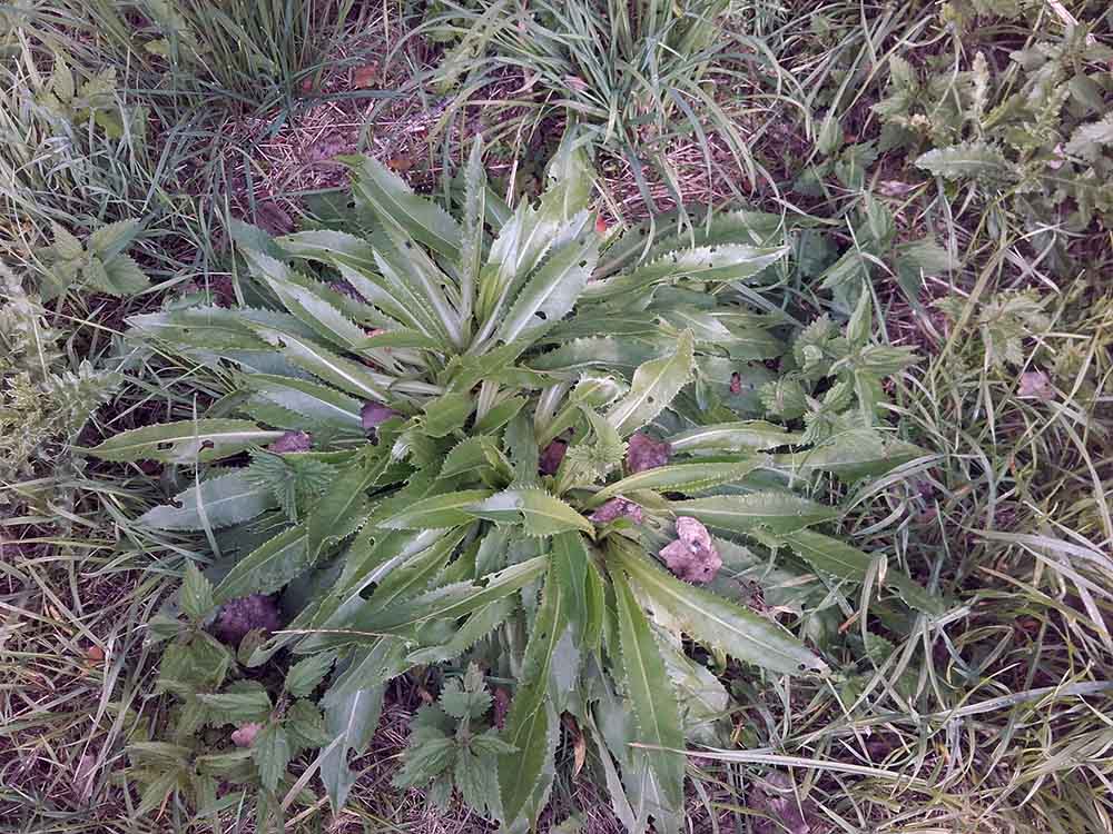 ochutnavka-horkych-rastlin-11