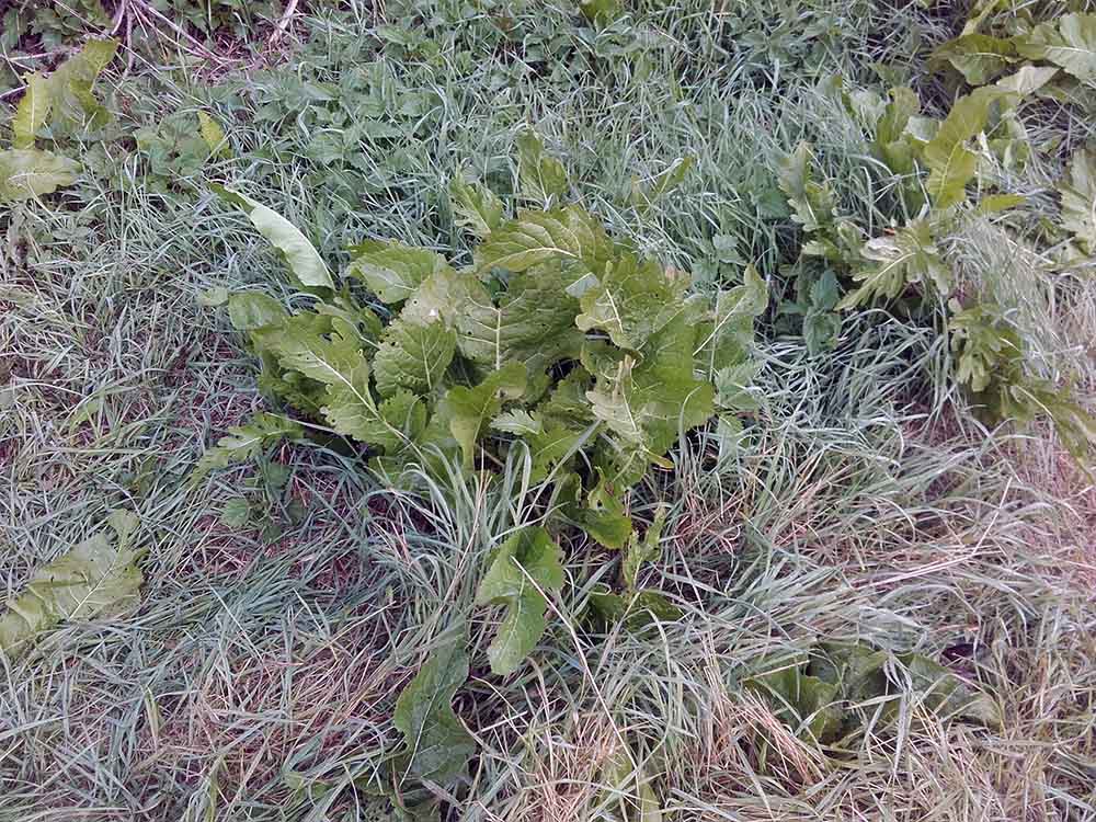 ochutnavka-horkych-rastlin-8