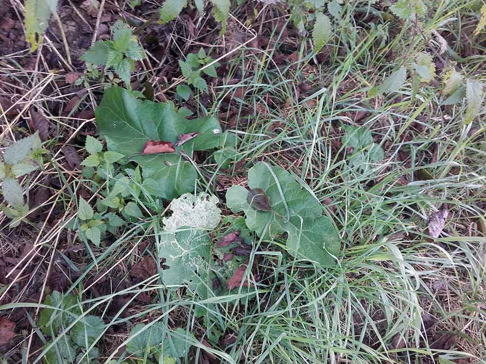ochutnavka-horkych-rastlin-9